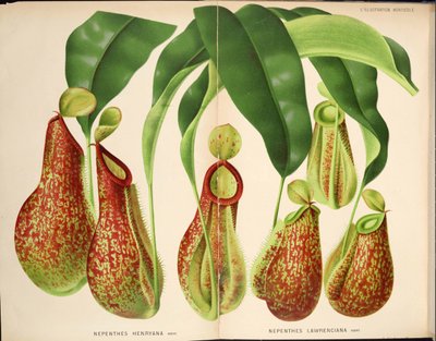 Nepenthes henryana & Nepenthes lawrenciana - L’Illustration horticole (1882) de Unknown